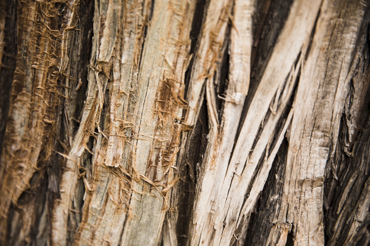 Close-up of severely cracked and splitting timber grain, showing the physical effects of moisture loss.